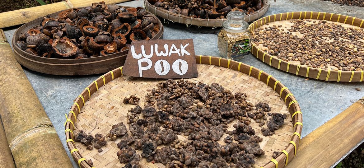 Are Coffee Beans Made From Poop