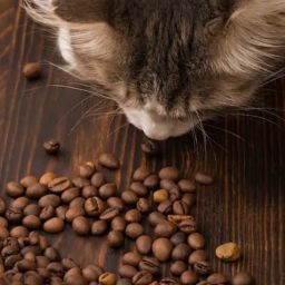 Can Cats Eat Coffee Beans