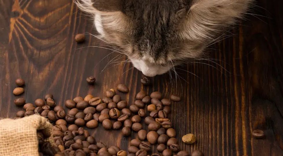 Can Cats Eat Coffee Beans