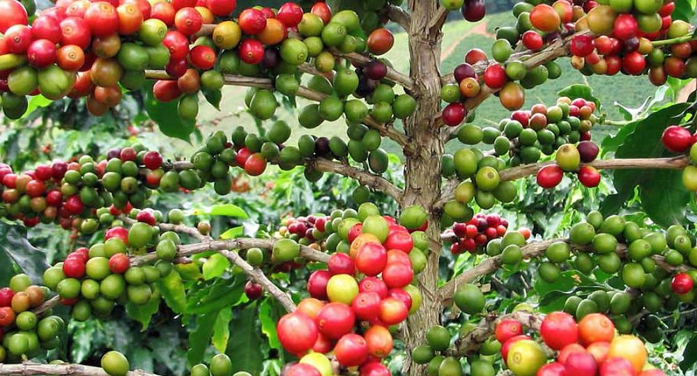 Do Coffee Beans Grow On Trees Or Bushes