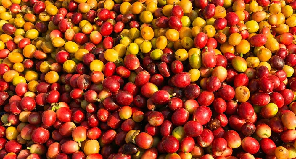 Heirloom Coffee Beans