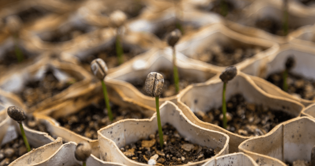 How Long Does It Take To Grow Coffee Beans?