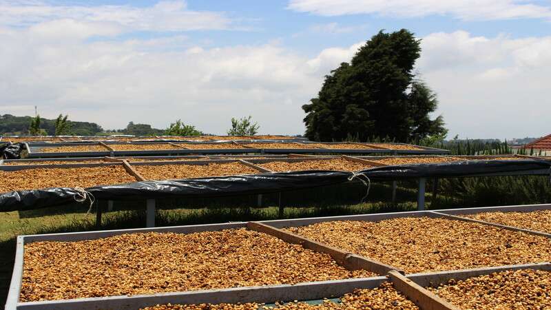 How To Dry Coffee Beans