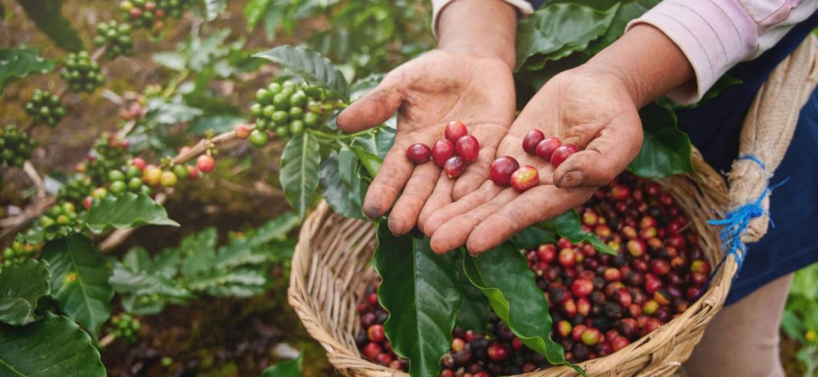 How To Grow Coffee Beans