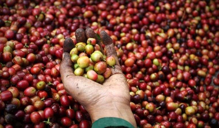 How To Harvest Coffee Beans