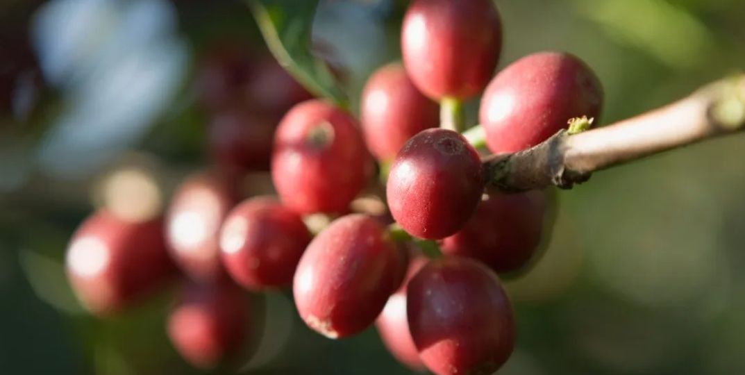 Pink Coffee Beans