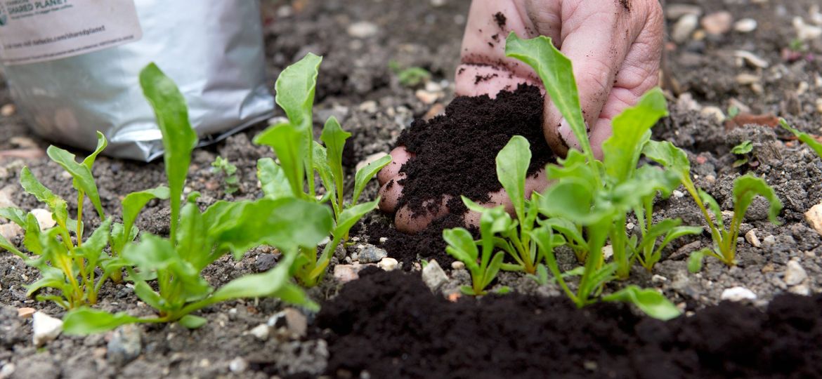 How Can I Use Coffee Grounds In My Garden