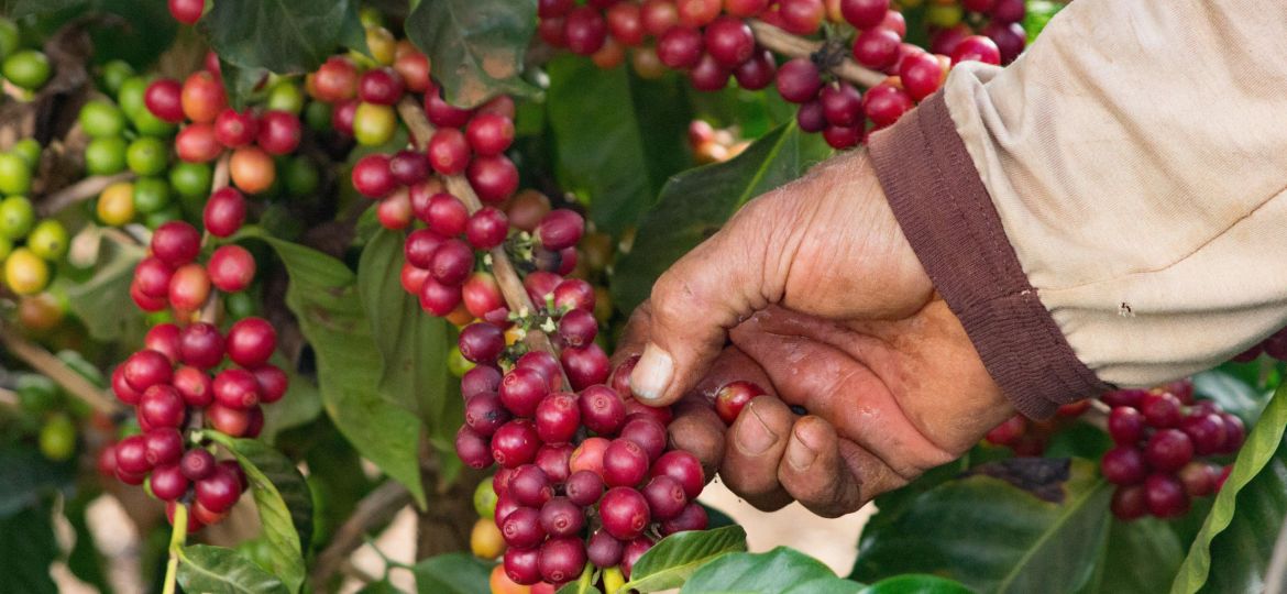 Red Coffee Beans