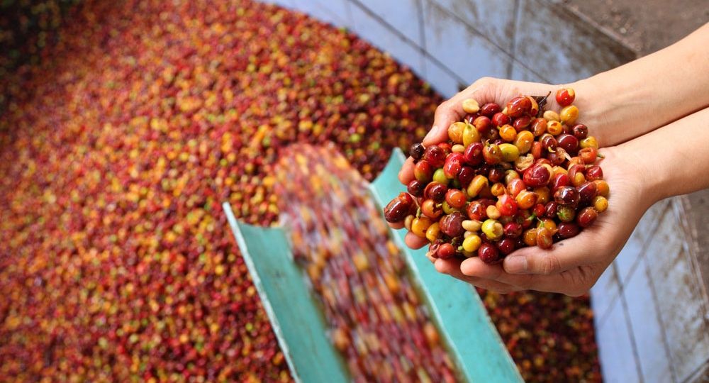 Wet Processing Coffee Beans