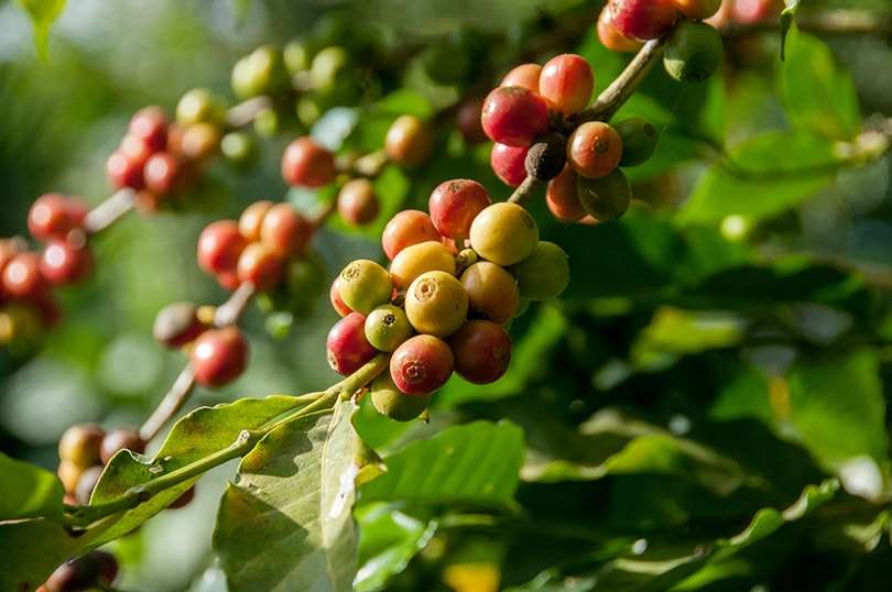 What Plant Does Coffee Beans Come From