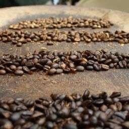 What Coffee Brands Use Robusta Beans