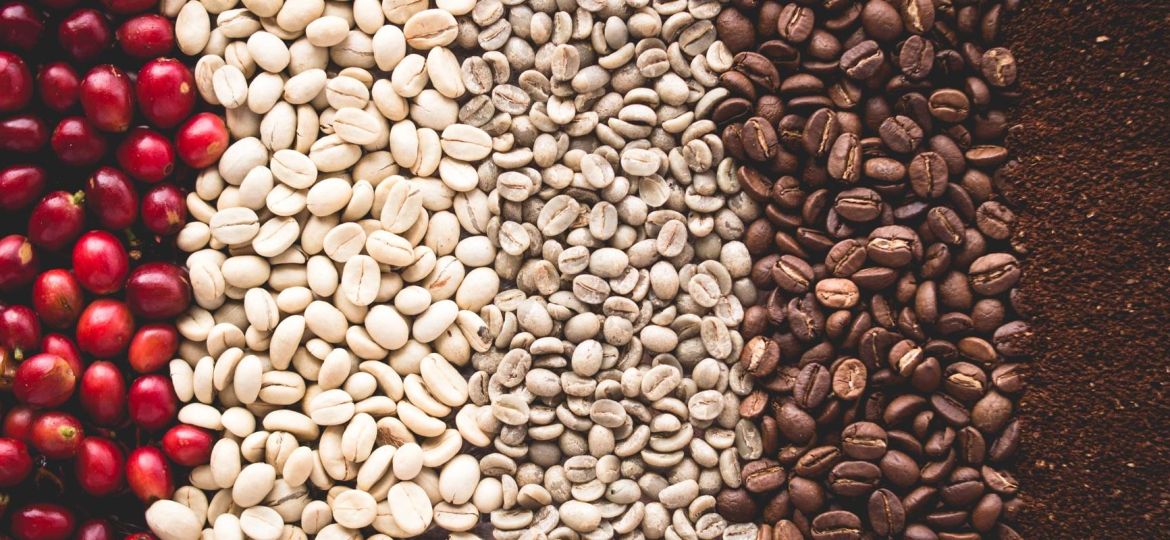 What Process Gives Coffee Beans Their Different Colors?