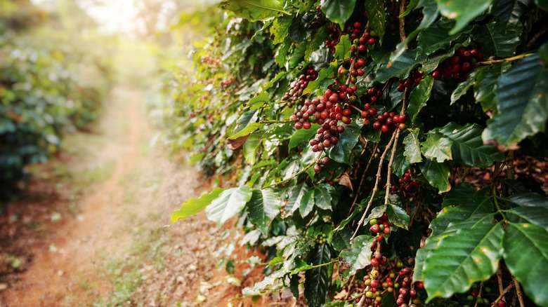 Which Is The Only USA State That Grows Coffee Beans?