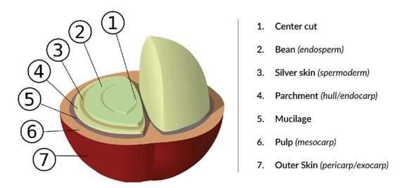 What is in Coffee Beans Composition