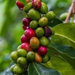 Is Organic Coffee Healthier