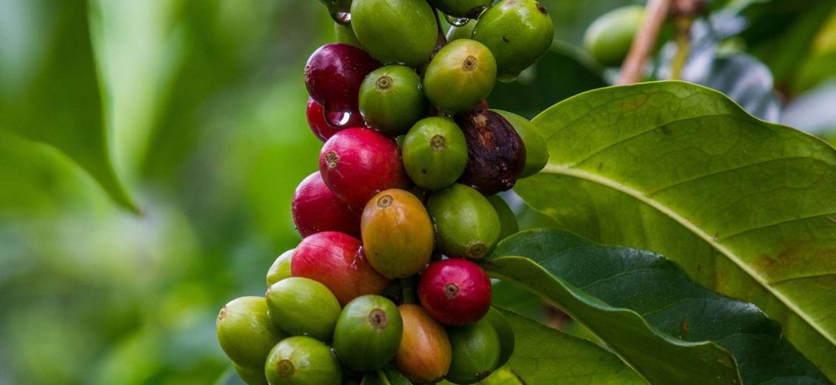 Is Organic Coffee Healthier