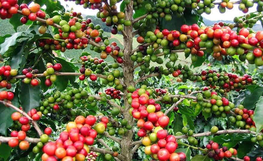 Organic Coffee Farms