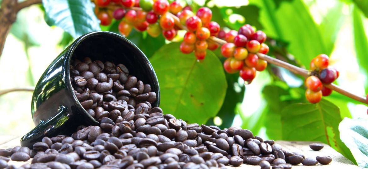 Where Do Arabica Coffee Beans Come From